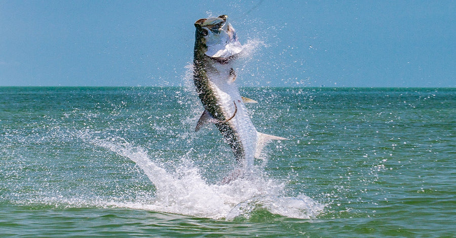 Tarpon Snook Fishing Boca Grande Englewood